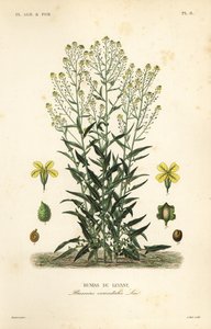 土耳其菜或土耳其火箭，Bunias orientalis，Bunias de Levant 作者 不明