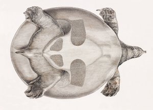 Underneath view of a turtle 作者 不明