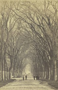 无标题的树木大道，1840-1900年。   作者 不明