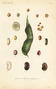 豌豆和豆类的品种，gousses et graines legumieres 作者 不明