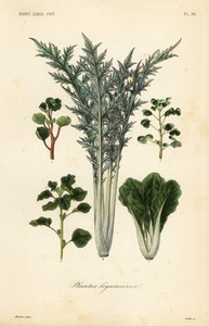 蔬菜、蔬菜植物 作者 不明