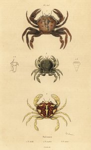 绒毛蟹，Necora puber 1，斑纹游泳蟹，Liocarcinus marmoreus 2，以及Pennant的游泳蟹，Portumnus latipes 3 作者 不明