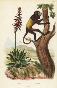 委内瑞拉红吼猴、Alouatta seniculus 2 和芦荟 作者 不明