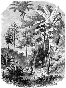 西班牙主要景观，危地马拉，1877年 作者 不明