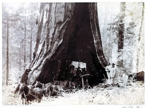 马车穿过一棵巨树，北美，约 1900 年 作者 不明
