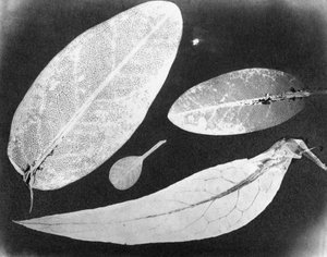 水固定照片 四叶，1839年夏 作者 不明