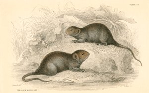 水田鼠Arvicola terrestris，也称为黑水鼠，1828年 作者 不明