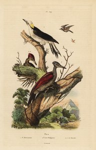 白啄木鸟，Melanerpes candidus，菲律宾侏儒啄木鸟，Yungipicus maculatus，男性和女性 作者 不明