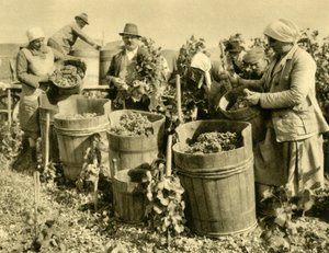 巴登北维也纳附近的葡萄酒收获区，下奥地利州，c1935年。 作者 不明