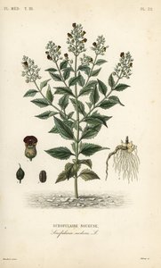 林地无花果、Scrophularia nodosa、Scrofulaire noueuse 作者 不明