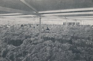 1923年在墨尔本陈列室出售羊毛。 作者 不明