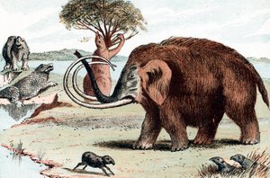 猛olly猛Ma象Mammuthus，1892年 作者 不明