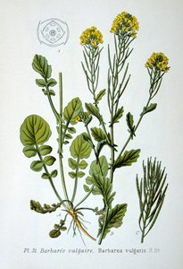 黄色火箭，1893年 作者 不明