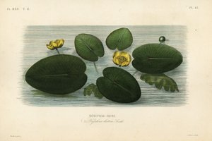 黄睡莲、Nenuphar lutea、Nenuphar lutea、Nenuphar jaune 作者 不明