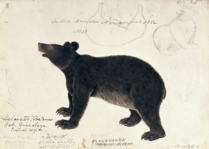 从喜马拉雅山中部地区绘制亚洲黑熊，Ursus Tibetanus 作者 未知未知