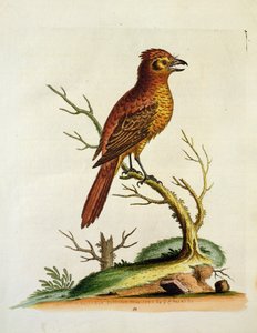 印度大凤头Bulcher鸟，酒吧。 1742年5月由GE Inard 作者 未知未知