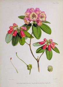 Rhododendron：Candelabrum，来自JD Hooker的Sikkim-Himalaya的杜鹃花，1849-51 作者 未知未知