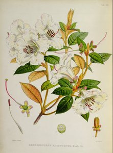 杜鹃花：来自锡金喜马拉雅的杜鹃花的Edgeworthi，由JD Hooker提供1849-51 作者 未知未知