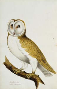 谷仓猫头鹰，鸟及其蛋水彩画集的一部分，c。 1800 作者 不明