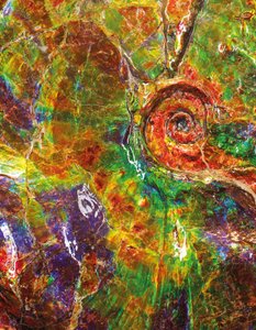 来自加拿大的大型虹彩石（化石） 作者 不明