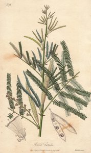 金合欢--威廉-克拉克为约翰-史蒂芬森和詹姆斯-莫尔斯-丘吉尔所著《医学植物学，伦敦、爱丁堡和都柏林药用植物描述》配图的水，由约翰-丘尔在伦敦出版。 作者 未知艺术家