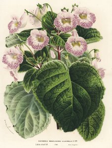 Achimenantha x naegelioides，丁香栽培品种（Eucodonia naegelioides lilacinella）。手绘彩色石版画，选自 Louis van Houtte 和 Charles Lemaire 的《欧洲花园和暖房的花》，Flore des Serres et des Jardins de l