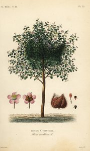 Achiote或口红树，Bixa orellana，Rocou a teinture 作者 不明