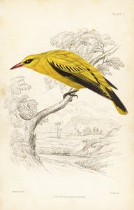 非洲金黄鹂，Oriolus auratus。William Lizars 根据 William Swainson 制作的手绘钢版画，选自 William Jardine 爵士的《博物学家图书馆》：鸟类学：西非鸟类》，爱丁堡，W.H. Lizars 作者 未知艺术家