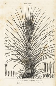 气生植物，Tillandsia juncea (Bonapartea juncea)。手绘彩色石版画，选自 Louis van Houtte 和 Charles Lemaire 的《欧洲花园和暖房的花》，Flore des Serres et des Jardins de l
