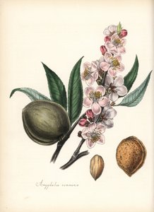 杏仁 - 普通杏仁，Prunus amygdalus (Amygdala communis)，有花、叶、果实和种子（坚果）。Chabots 的手绘锌版画，由 M. A. Burnett 小姐根据她的 "Plantae Utiliores: or Illustrations of Useful Plants "绘制，Whittaker，伦敦 作者 未知艺术家