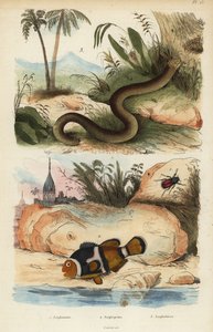 Amphicoma scullelata 1，鞍背小丑鱼，Amphiprion polymnus 2和白虫蜥，Amphisbaena alba 3。 Amphiprion laticlavius Amphicome, Amphiprion, Amphisbene 作者 不明