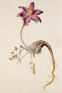 金莲花/Anenome pulstaille 作者 不明