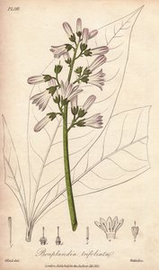 Angostura tree, Angostura trifoliata 作者 未知艺术家