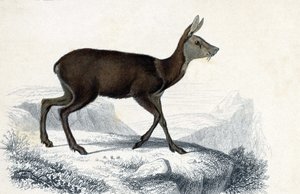 动物板：Chevrotain (Moschus Pygnueus)。哺乳类四足反刍动物 - 载于查尔斯-多尔比尼先生的《世界自然历史词典》。 作者 未知艺术家
