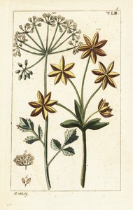 茴香或大茴香，Pimpinella anisum。 作者 未知艺术家