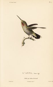安娜蜂鸟，Calypte anna (Ornismya anna)，幼鸟。Coutant 根据让-加布里埃尔-普雷特尔（Jean-Gabriel Pretre）的插图绘制的手工彩色钢版画，插图出自 Rene Primevere Lesson 的《蜂鸟科利布里属自然史》。 作者 未知艺术家