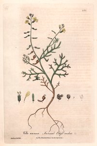 一年生维拉（Vella annua）--艾萨克-罗素绘制的植物图版，查尔斯-马修斯雕刻，选自威廉-巴克斯特（1788-1871 年）的《英国植物现象》。 作者 未知艺术家