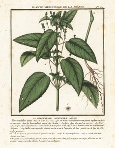 一年生汞，Mercurialis annua。 作者 未知艺术家