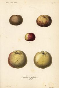 苹果品种, Malus pumila 作者 不明