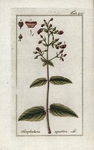 水生鲭（Scrophularia aquatica）。石版画，选自约翰内斯-佐恩（1739-1799 年）的 "Afbeelding der Artseny-Gewassen"，荷兰 作者 未知艺术家