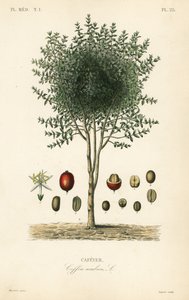 阿拉伯咖啡树，Coffea arabica，Cafeyer 作者 未知艺术家