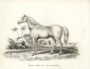 阿拉伯马（Equus caballus var.马背上有拿破仑的烙印，北非战场上有法国士兵和大炮。乔治-弗里德里希-特雷施克的自然历史画廊的手工彩色石版画，Naturhistor 作者 未知艺术家
