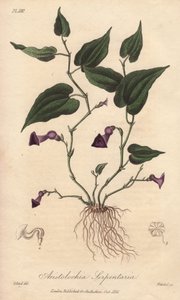 马兜铃（Aristolochia serpentaria）--威廉-克拉克为约翰-史蒂芬森和詹姆斯-莫尔斯-丘吉尔所著《医学植物学，伦敦、爱丁堡和都柏林药用植物描述》配图的浓水，由约翰-丘吉尔在伦敦出版。 作者 未知艺术家