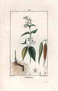 Asclepiade ou herbe à la wadding ou herbe aux parruches - 由 Lambert fils 根据 Pierre Jean Francois Turpin（1775-1840 年）的绘画绘制的版画，摘自 La flore medicale，作者 Chaumeton、Poiret et Chamberet，巴黎，1830 年 - Swallow-wort, Vincetoxicum hirund 作者 未知艺术家