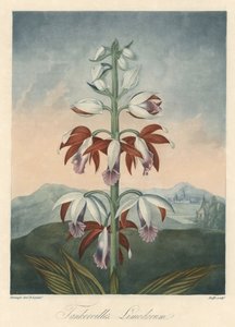 亚洲兰花品种花露水，摘自罗伯特-桑顿博士（1768-1837 年）的《花卉圣殿》。 作者 未知艺术家