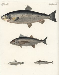大西洋鲑鱼 Salmo salar 1、金枪鱼 Thunnus species 2、大西洋鲱鱼 Clupea harengus 3 和大西洋鲭鱼 Scomber scombrus 4。Friedrich Johann Bertuch 的《儿童图画书》（Bilderbuch fur Kinder）中的手工彩色铜版画。 作者 未知艺术家
