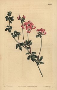 澳大利亚三叶草或新荷兰莲花，澳大利亚莲花 作者 不明