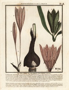 秋番红花，Colchicum autumnale。 作者 未知艺术家