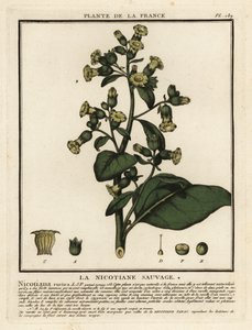 阿兹台克烟草，Nicotiana rustica。 作者 未知艺术家