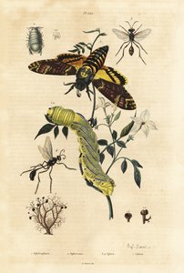 球状地衣，Sphaerophorus globulus 1，Dynamene甲壳动物2，挖掘蜂，Sphex物种3,4，以及非洲死亡头鹰蛾，Acherontia atropos，和毛虫5 作者 不明